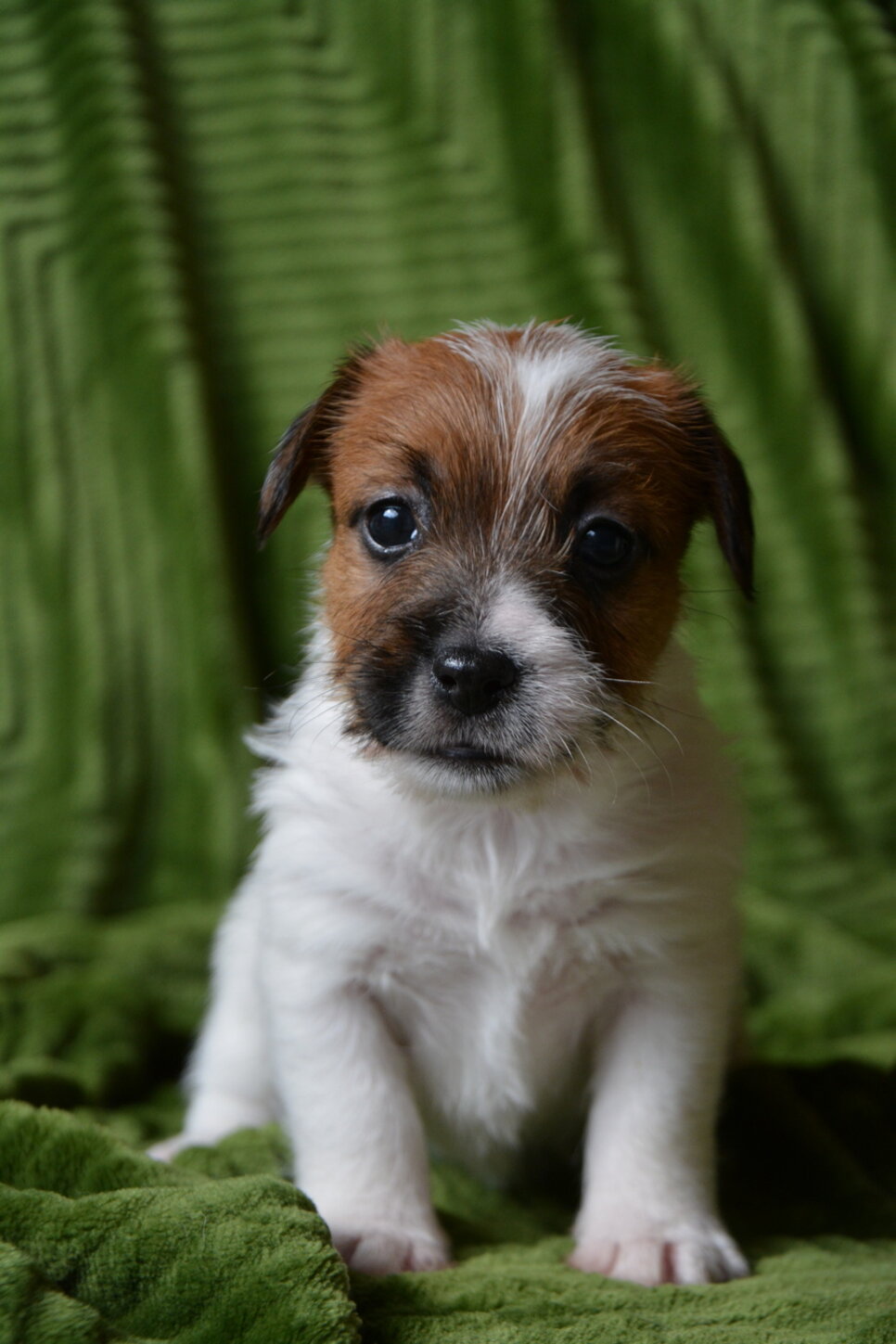 roxy1
