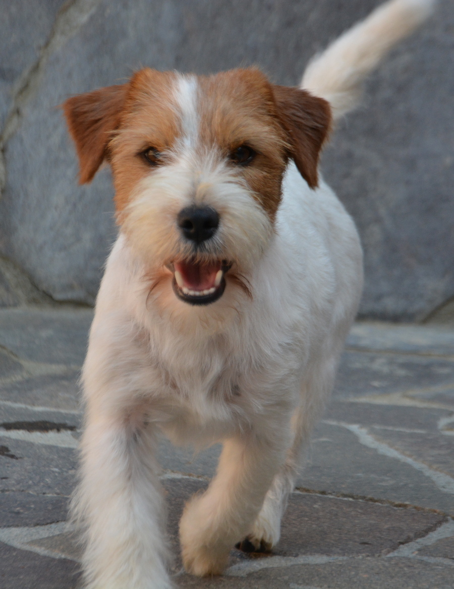 muttley10
