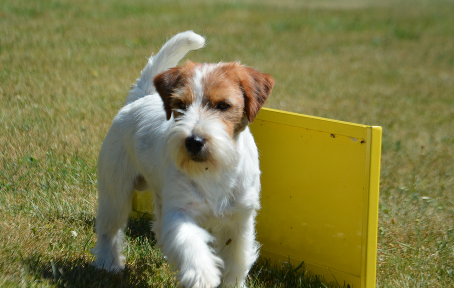 muttley15